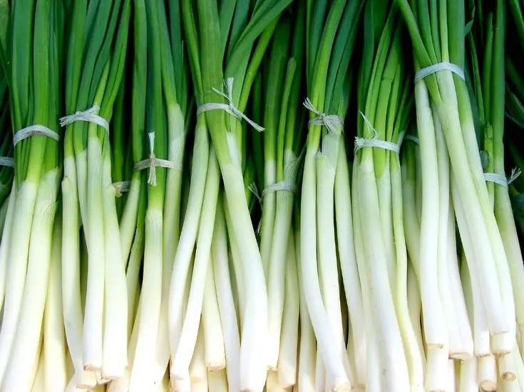 Spring Onions