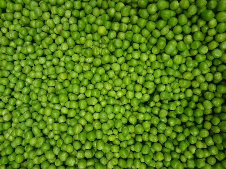 Pea Shoots