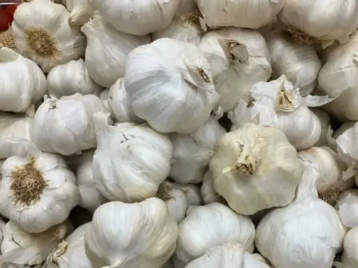 Garlic