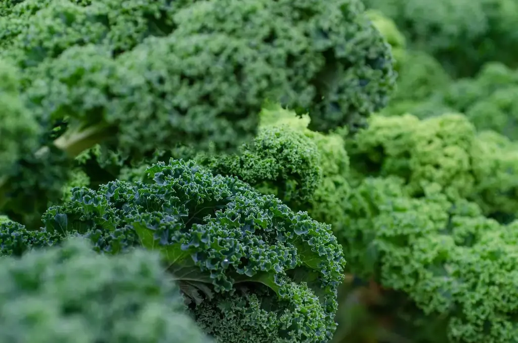 Chinese Kale