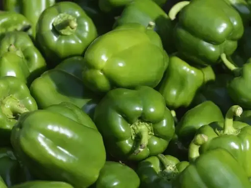 Green Bell Peppers
